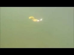 Otter Short Tails Color Blue -Baits + Lures Sales image 231