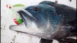 Tsunami Glass Minnow Teasers Color Chartreuse/White -Baits + Lures Sales image 287