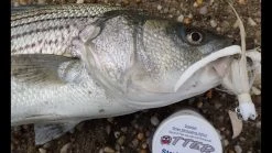 Otter Straight Tails Color Bubble Gum -Baits + Lures Sales image 377