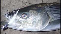 Otter Straight Tails - Short Color Red 7 Otter Straight Tails - Short Color Red -Baits + Lures Sales image 381