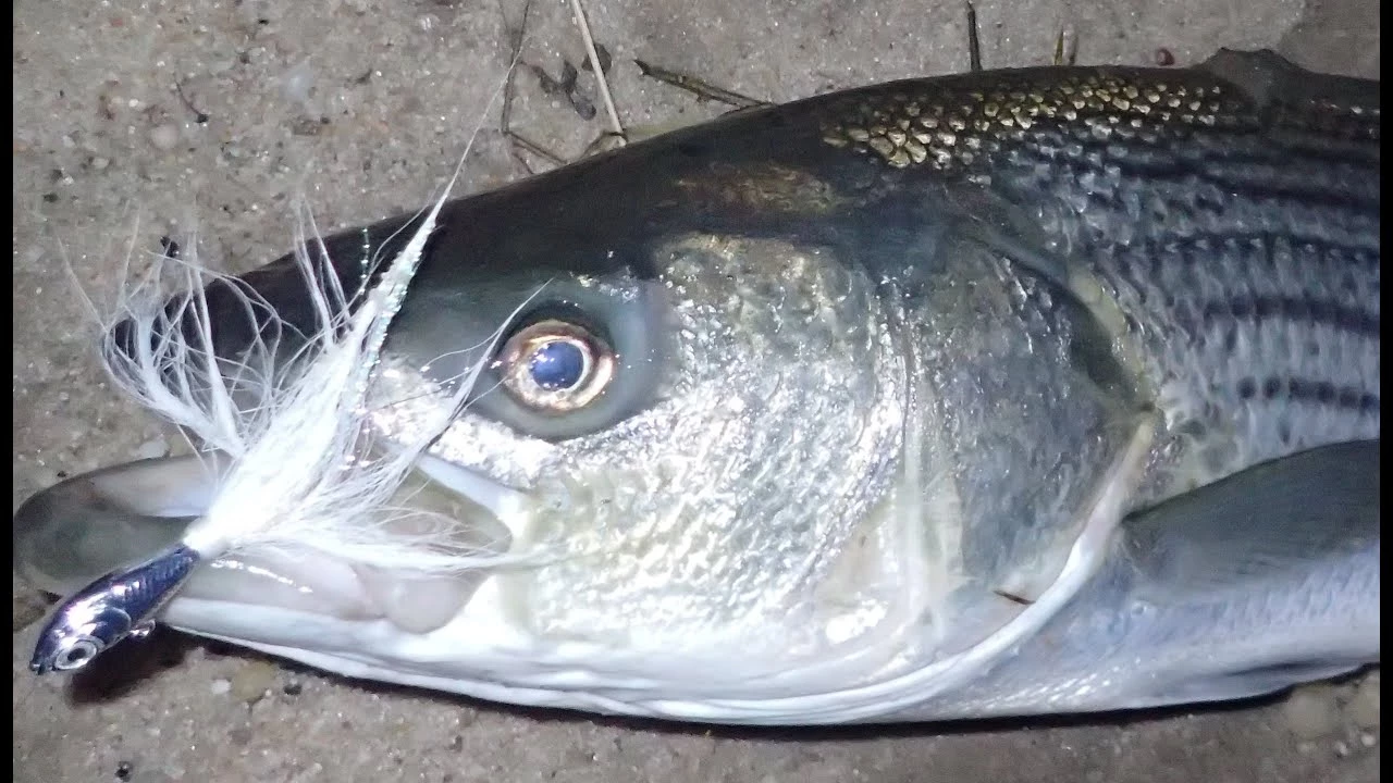 Otter Straight Tails - Short Color Red 5 Otter Straight Tails - Short Color Red - Image 3