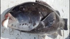 Baits + Lures Sales -Baits + Lures Sales image 39