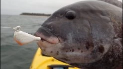 S&S Bucktails John Skinner Porgy & Blackfish Jigs Color Asian Glow 9 S&S Bucktails John Skinner Porgy & Blackfish Jigs Color Asian Glow -Baits + Lures Sales image 40