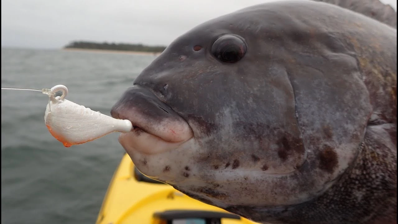 S&S Bucktails John Skinner Porgy & Blackfish Jigs Color Asian Glow 5 S&S Bucktails John Skinner Porgy & Blackfish Jigs Color Asian Glow - Image 3