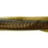 Berkley Gulp! EEL Color Natural Eel -Baits + Lures Sales image 639