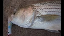 Tsunami Talkin Popper XD Color Blue Mackerel -Baits + Lures Sales image 664