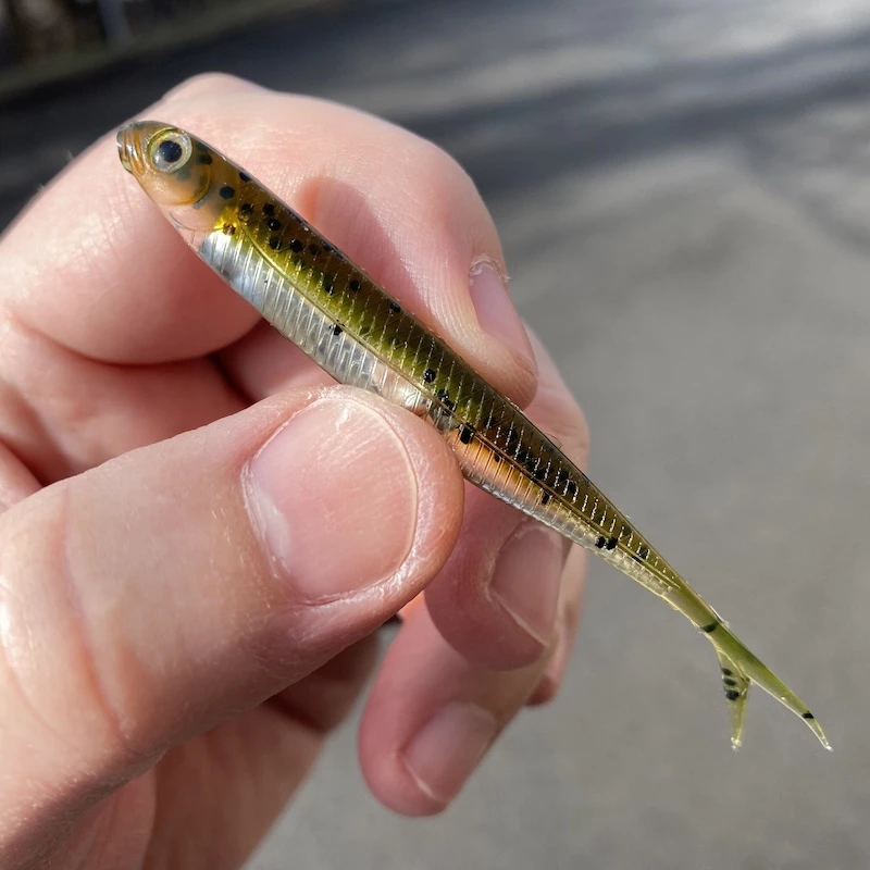 Fish Arrow Flash-J Split 3 Fish Arrow Flash-J Split