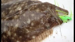 Baits + Lures Sales -Baits + Lures Sales image 7